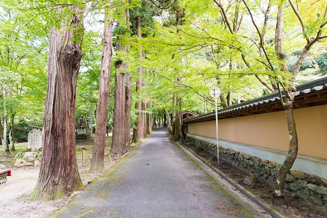 ワンレフと歩いている日