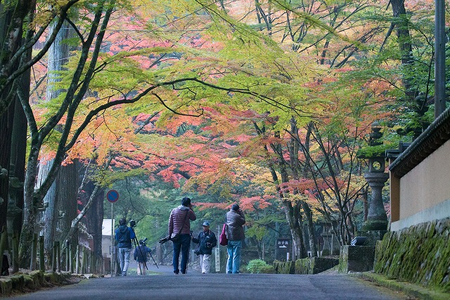 ワンレフと歩いている日